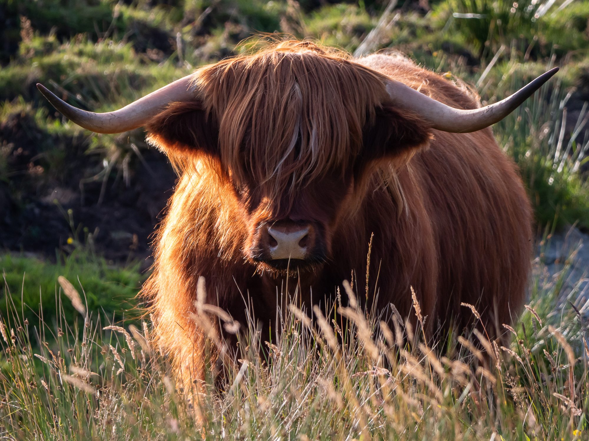 Scottish Food and Drink quiz